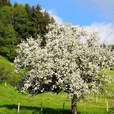Blumenoase Allgaeu Holiday home *